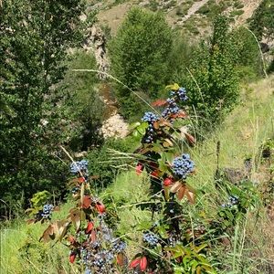 Meet your Posher, Arig